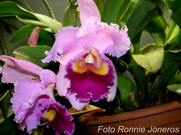 Cattleya hybrid